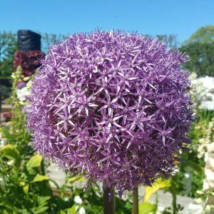 Meet your Posher, Thanya